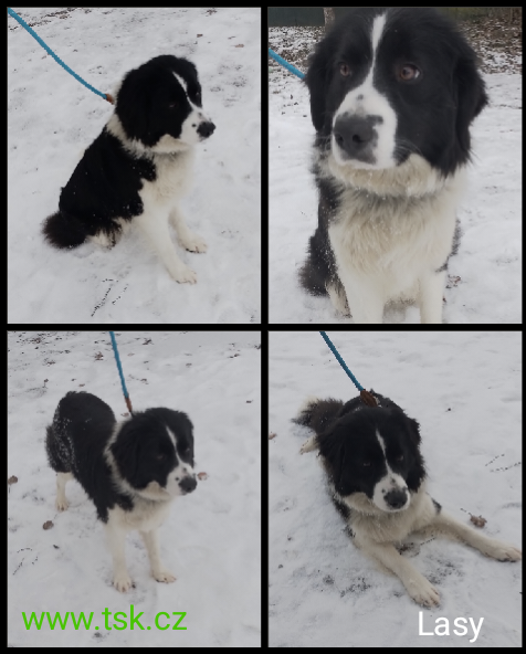 Lasy pejsek, který hledá domov